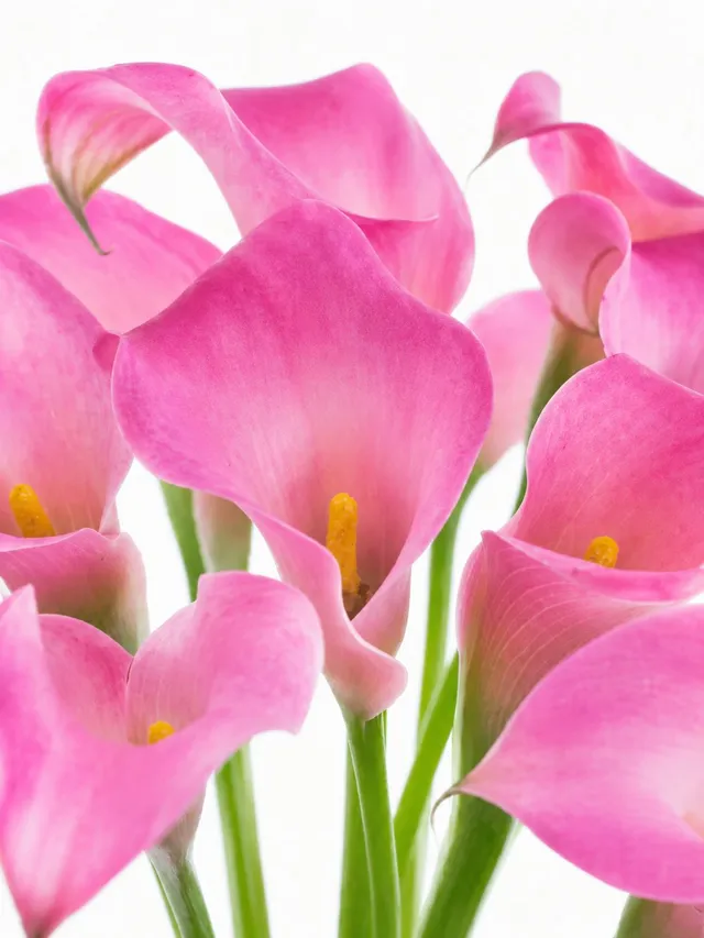 blumigo-calla-candy-art-pink-schnittblume-langstielig image 1