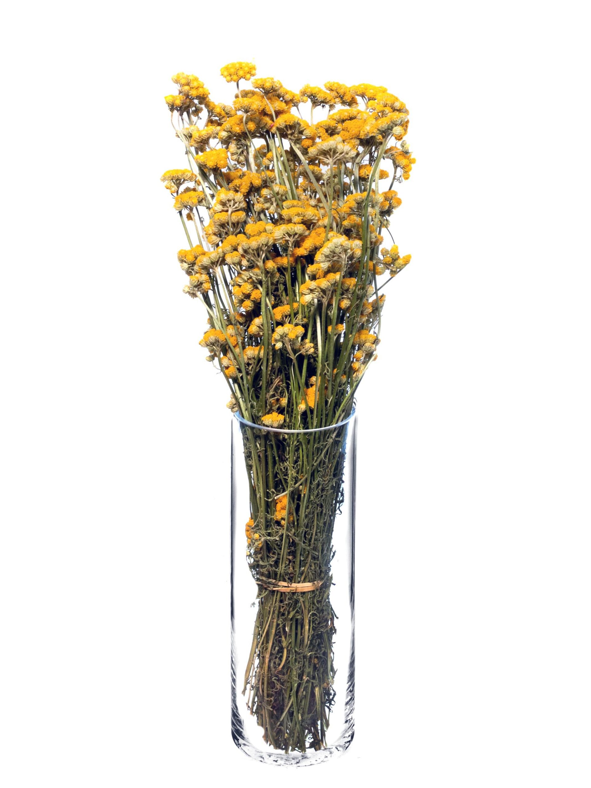 blumigo-trockenblumen-ageratum-lonas-gelb-getrocknet image 2