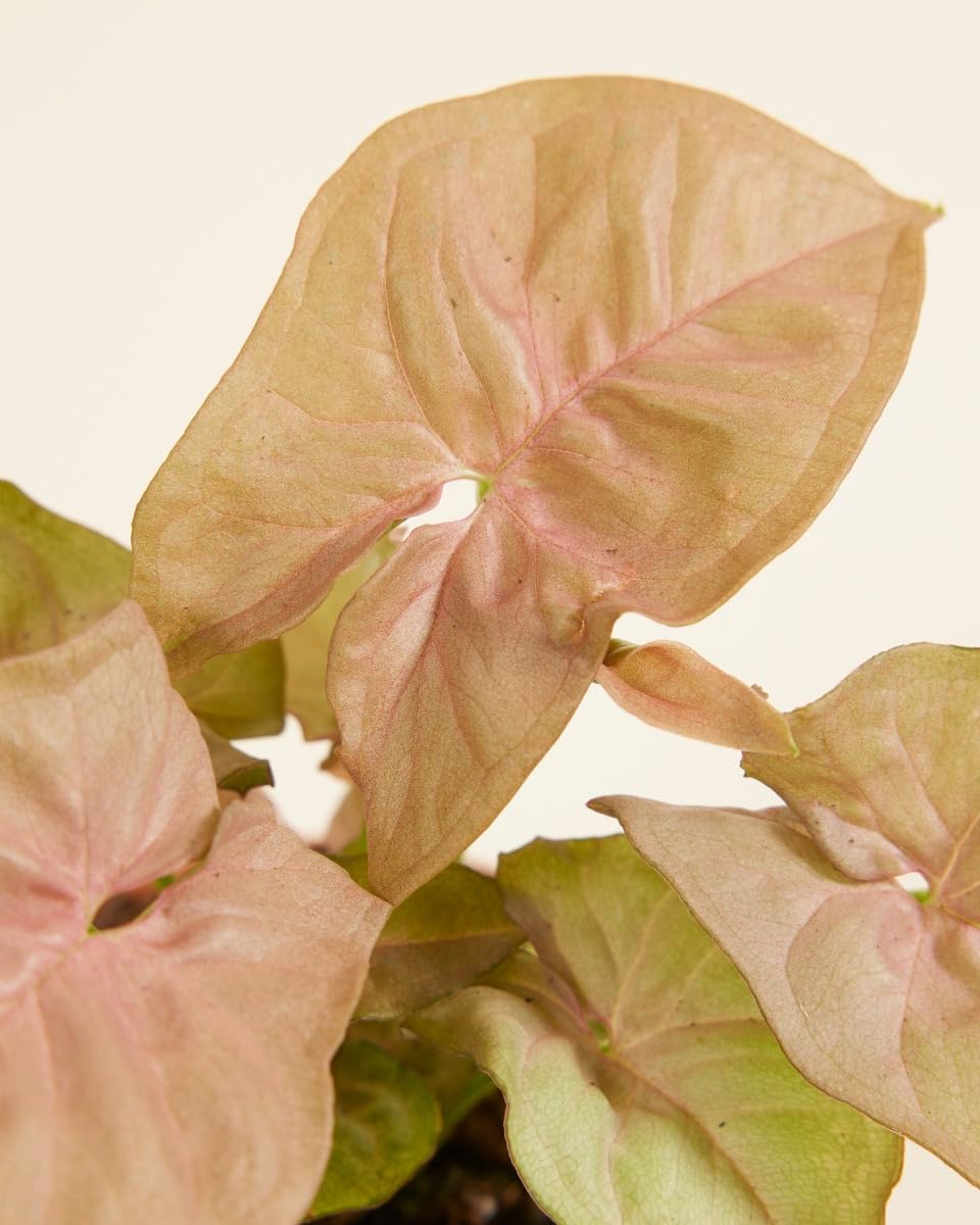 plnts-baby-syngonium-neon-zimmerpflanze-6cm-topf-10cm image 4