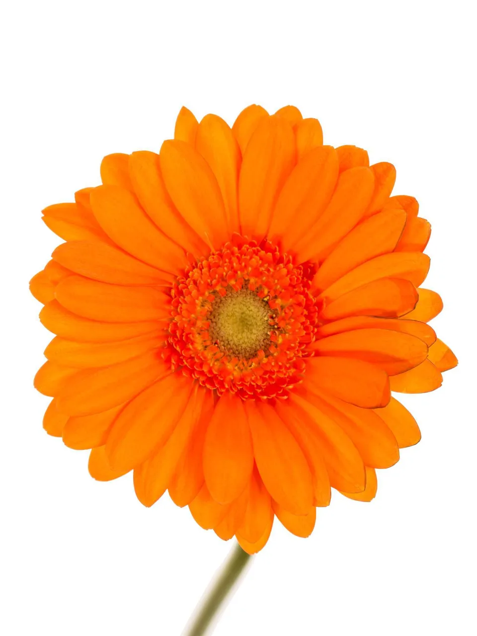 blumigo-gerbera-mini-damain-schnittblume-orange-1-stiel image 1