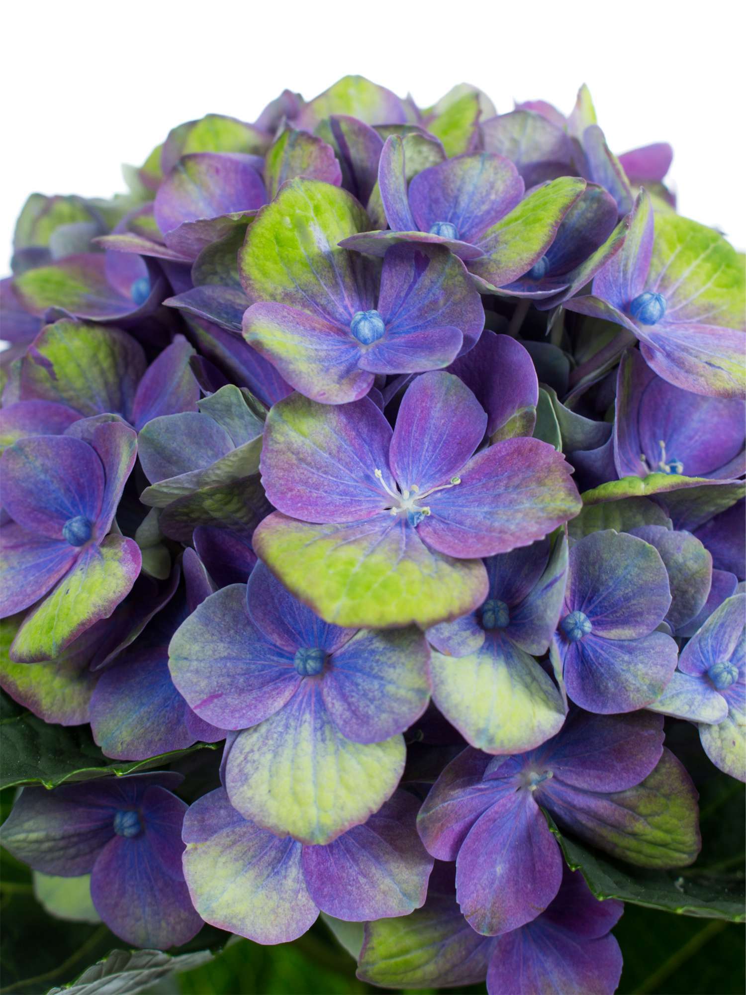 blumigo-magical-amethyst-hortensie-blau-gr-n-schnittblume image 3
