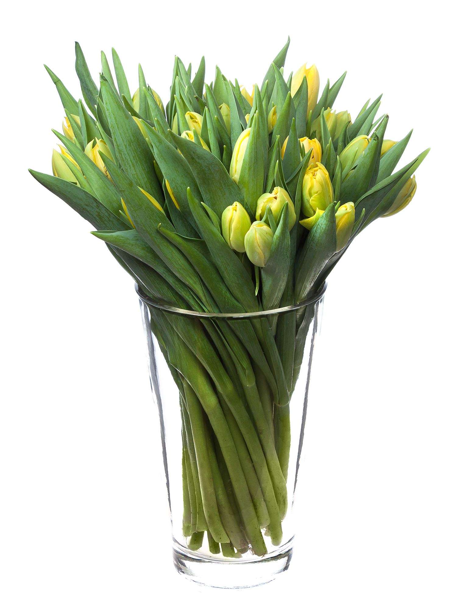 blumigo-tulpen-yellow-magarita-blume-gelb-gef-llt image 2