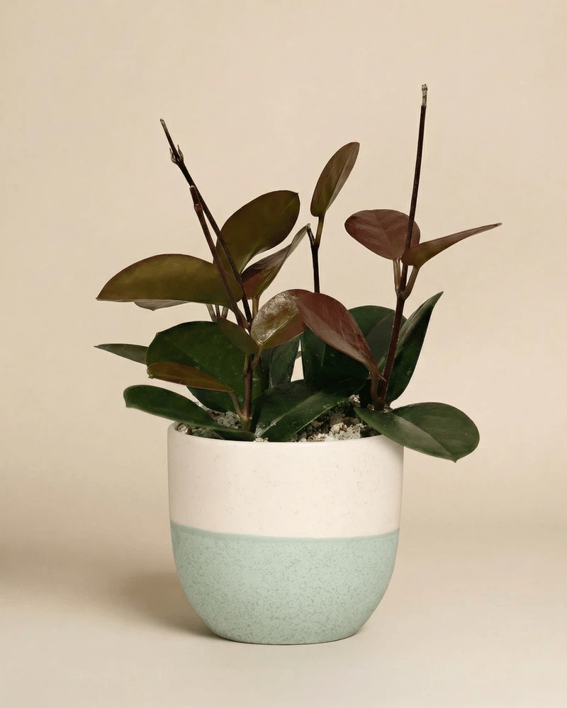 feey-variado-hoya-australis-zimmerpflanze-ohne-bertopf image 5