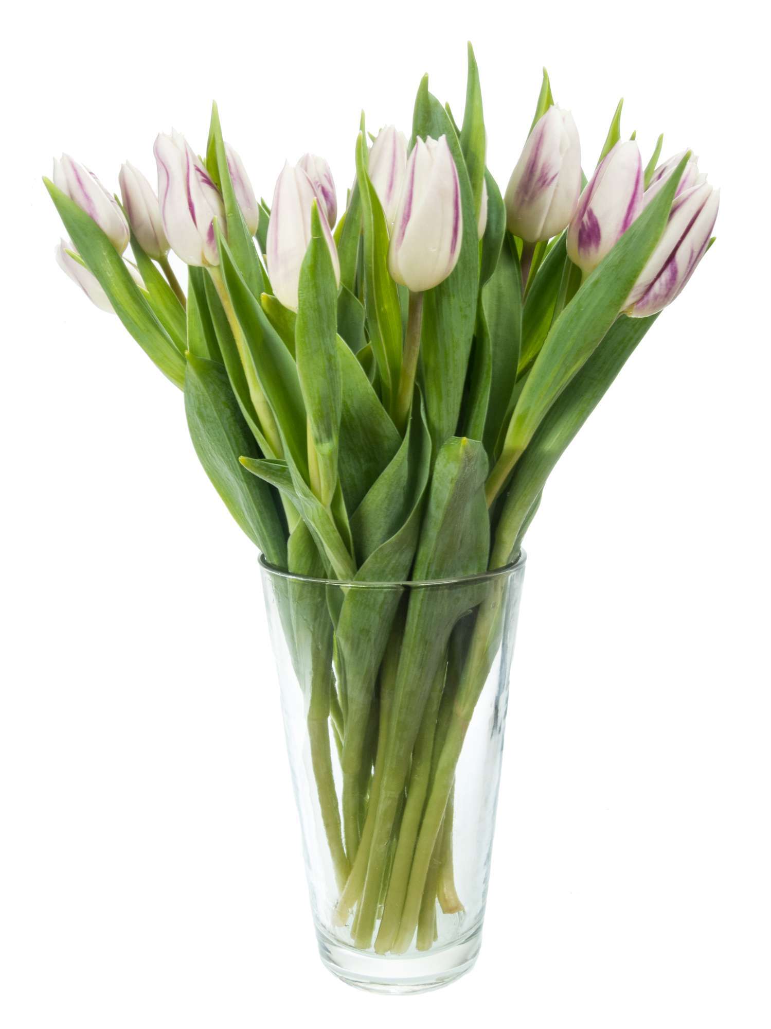 blumigo-flaming-flag-tulpen-lila-wei-frische-schnittblumen image 2