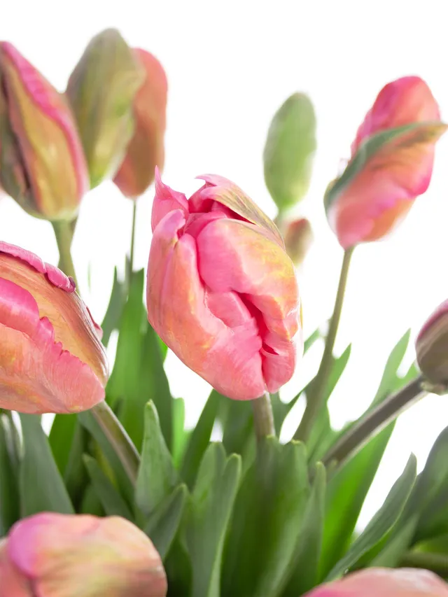 blumigo-tulpen-don-quichotte-papageien-tulpe-pink image 1