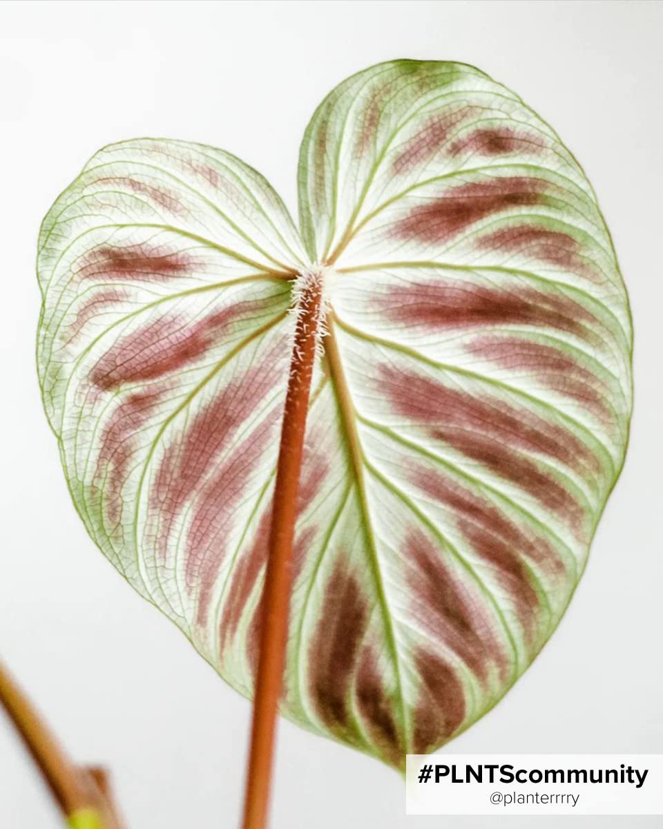 plnts-rareplnts-philodendron-verrucosum-zimmerpflanze-12-cm-topf image 4
