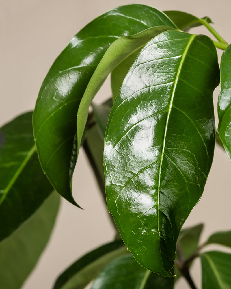 feey-variado-schefflera-amate-zimmerpflanze-gro image 8