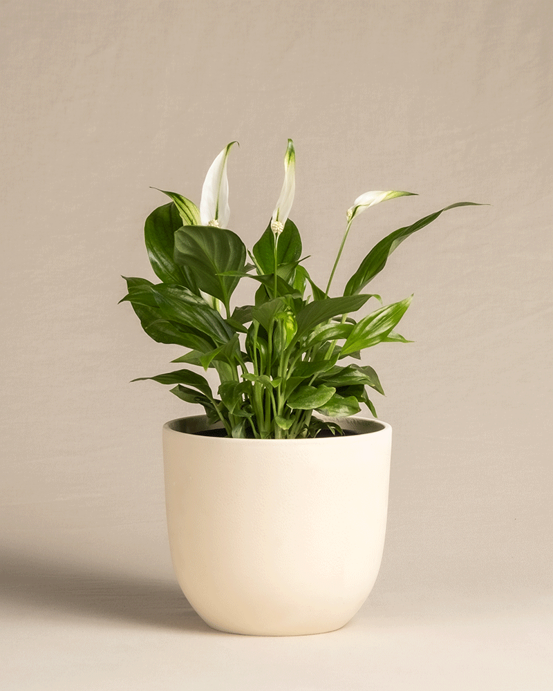 feey-einblatt-spathiphyllum-zimmerpflanze-klein-ohne-topf image 6