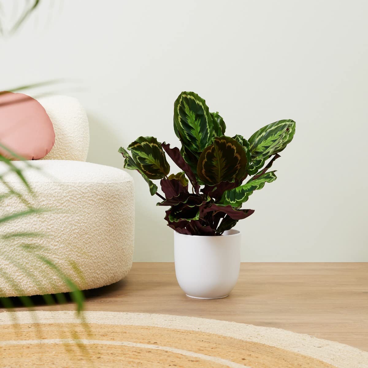 plnts-rareplnts-calathea-medallion-zimmerpflanze-60-cm image 8