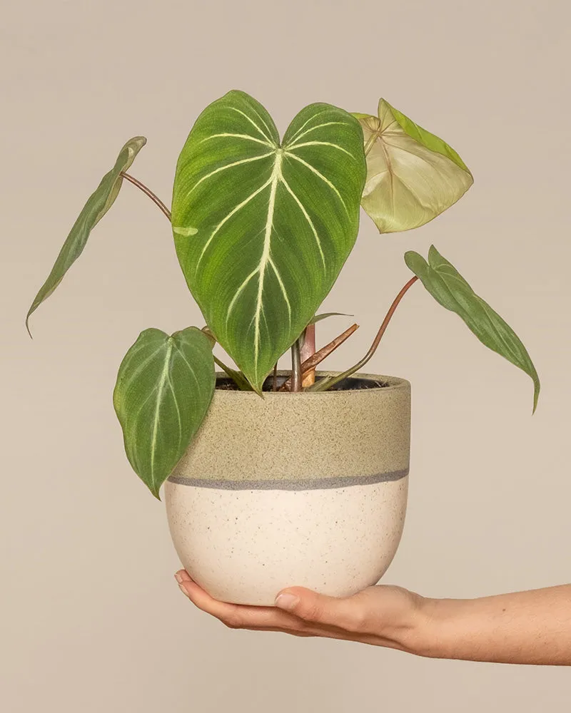 feey-variado-philodendron-gloriosum-ohne-bertopf-viel-licht image 1