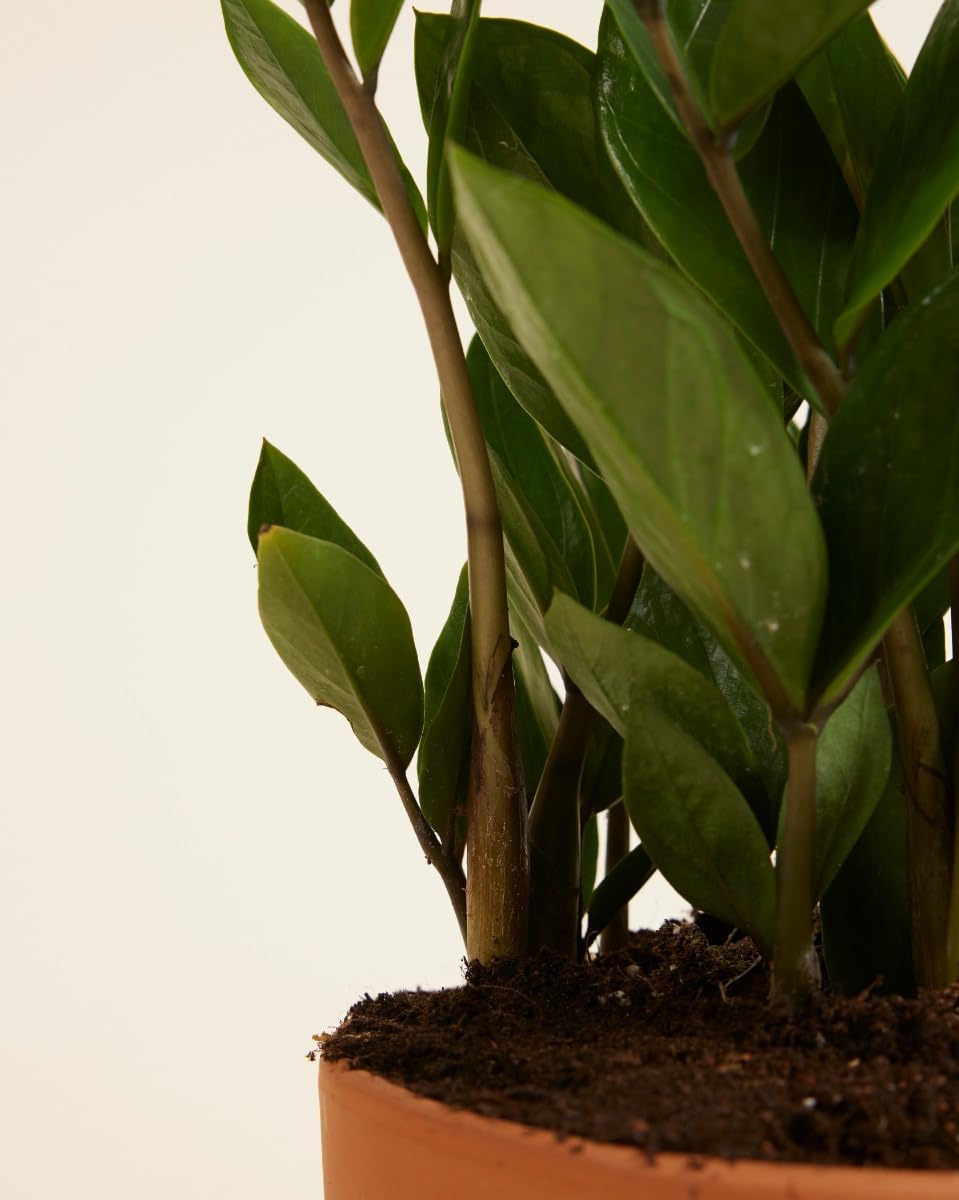 plnts-rareplnts-zamioculcas-zamiifolia-zimmerpflanze-35-cm-gl-cksfeder image 5