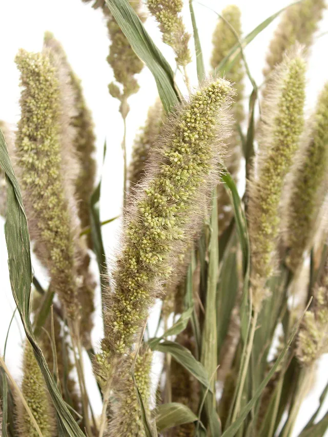 blumigo-trockenblumen-setaria-borstenhirse-natur-braun-gr-n image 1