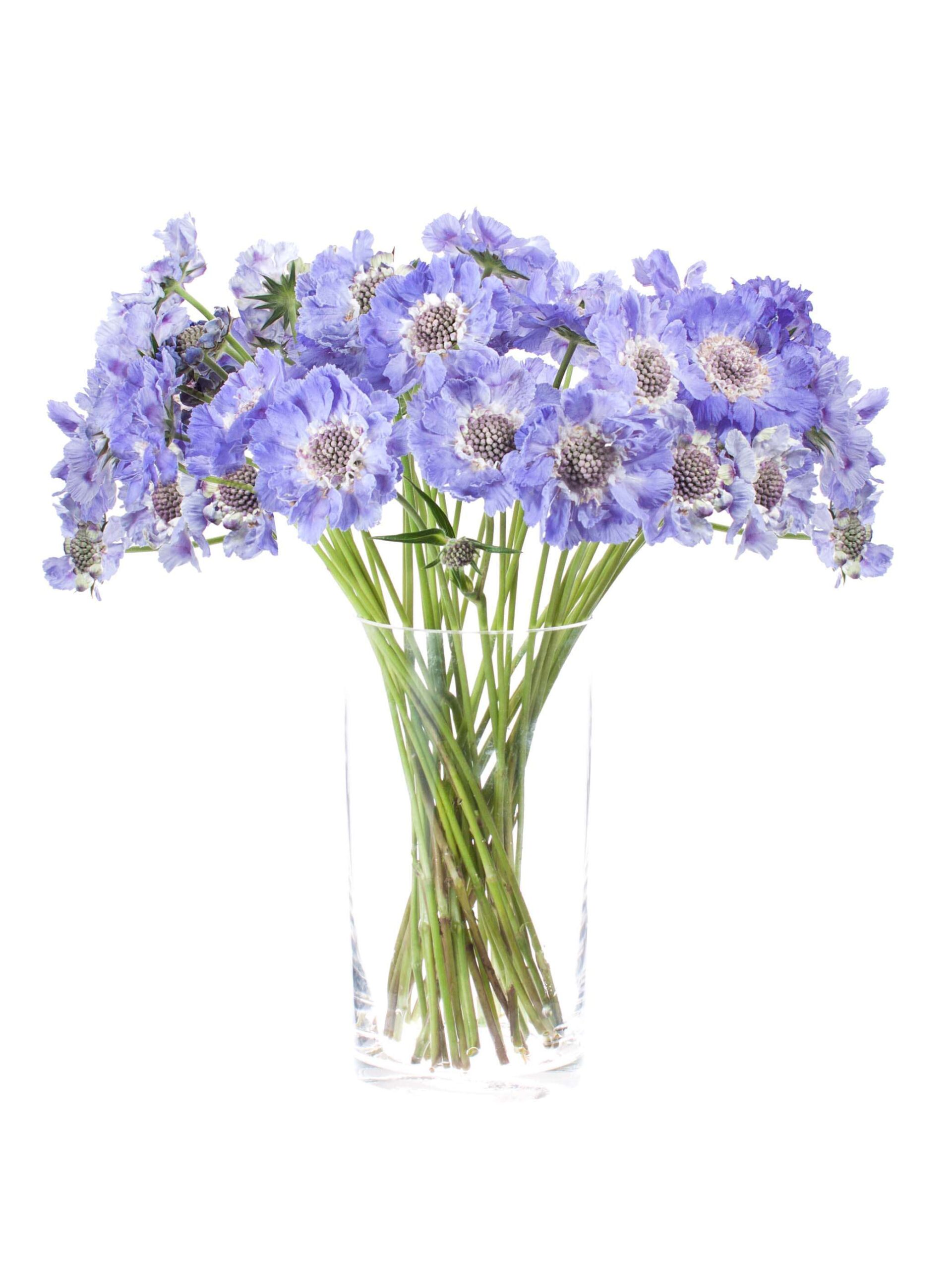 blumigo-skabiosen-staefa-schnittblumen-hellblau image 2