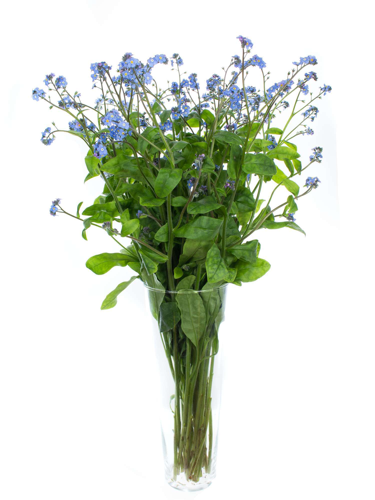 blumigo-blattwerk-myosotis-vergissmeinnicht-schnittblume-blau image 4