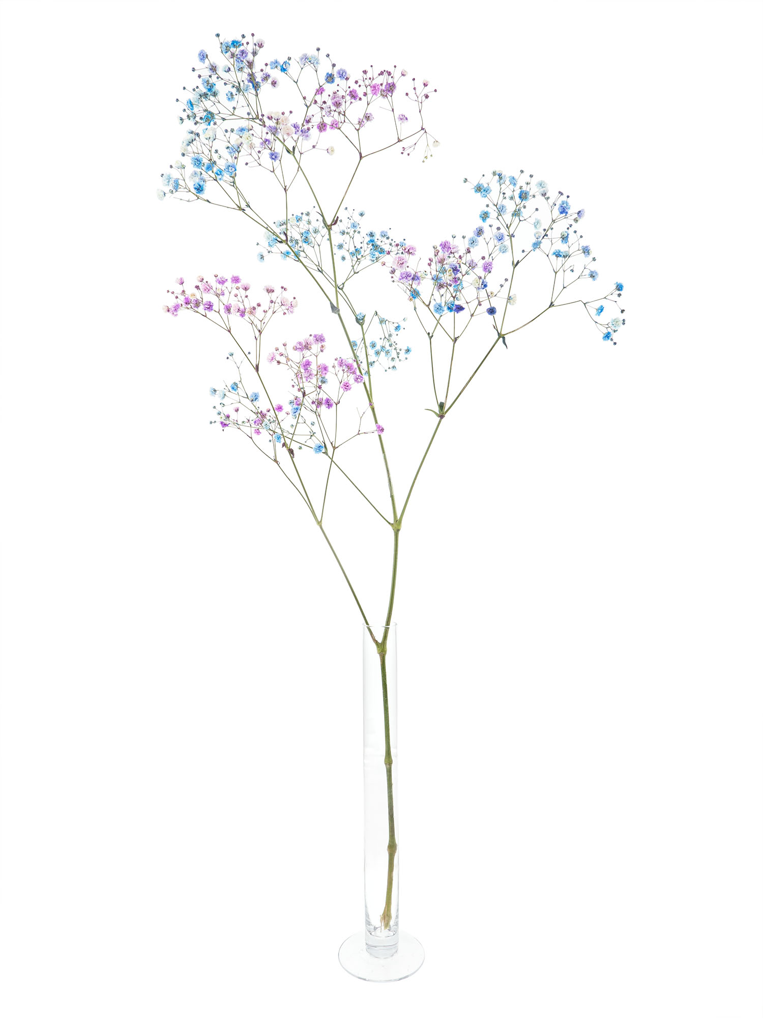 blumigo-schleierkraut-disco-detroit-violett-blau-schnittblume image 3