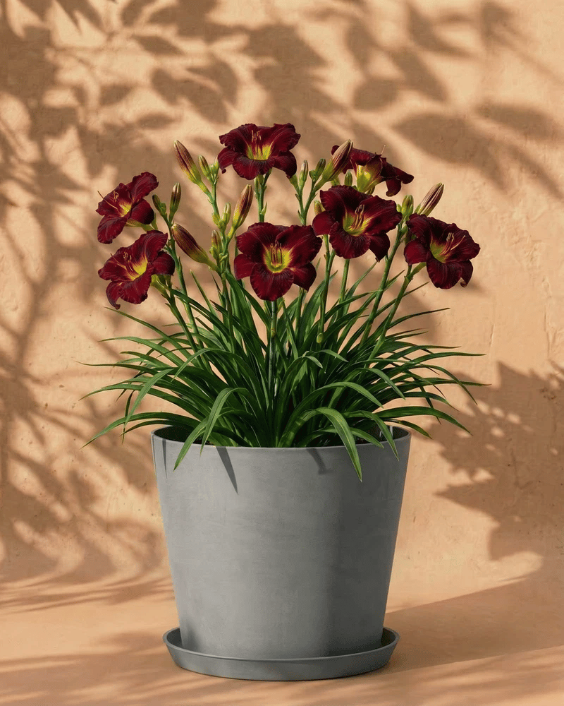 feey-amsterdam-hemerocallis-taglilie-weinrot-3-stk image 8