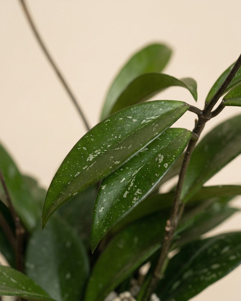 feey-variado-hoya-pubicalyx-wachsblume-ohne-bertopf-klein image 4