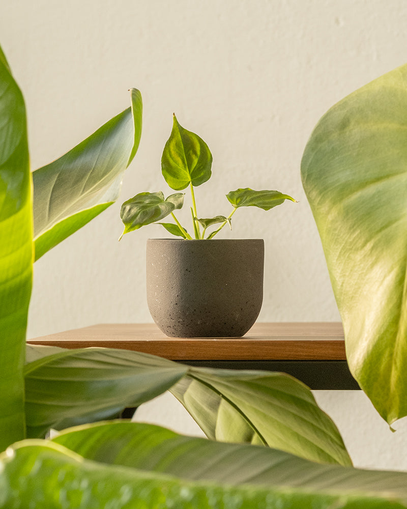 feey-variado-philodendron-verrucosum-babypflanze-6cm image 4