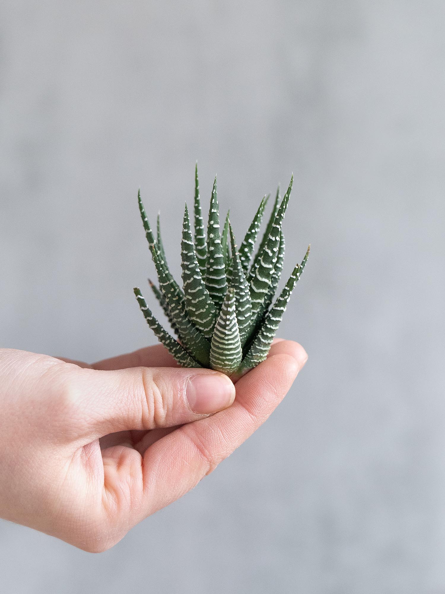 blumigo-blattwerk-sukkulenten-haworthia-fasciata-gr-n-wei image 4