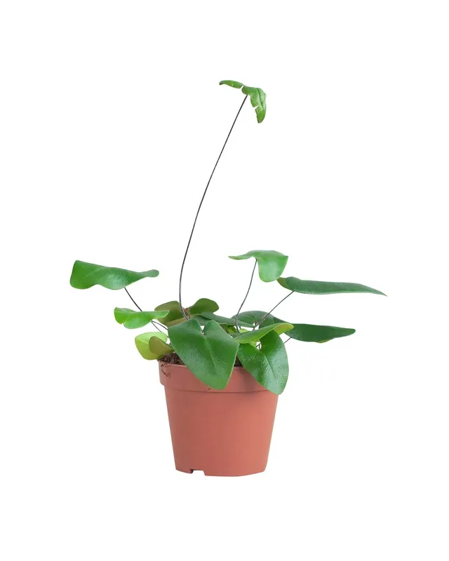 plnts-rareplnts-hemionitis-arifolia-herzfarn-12cm-topf image 1