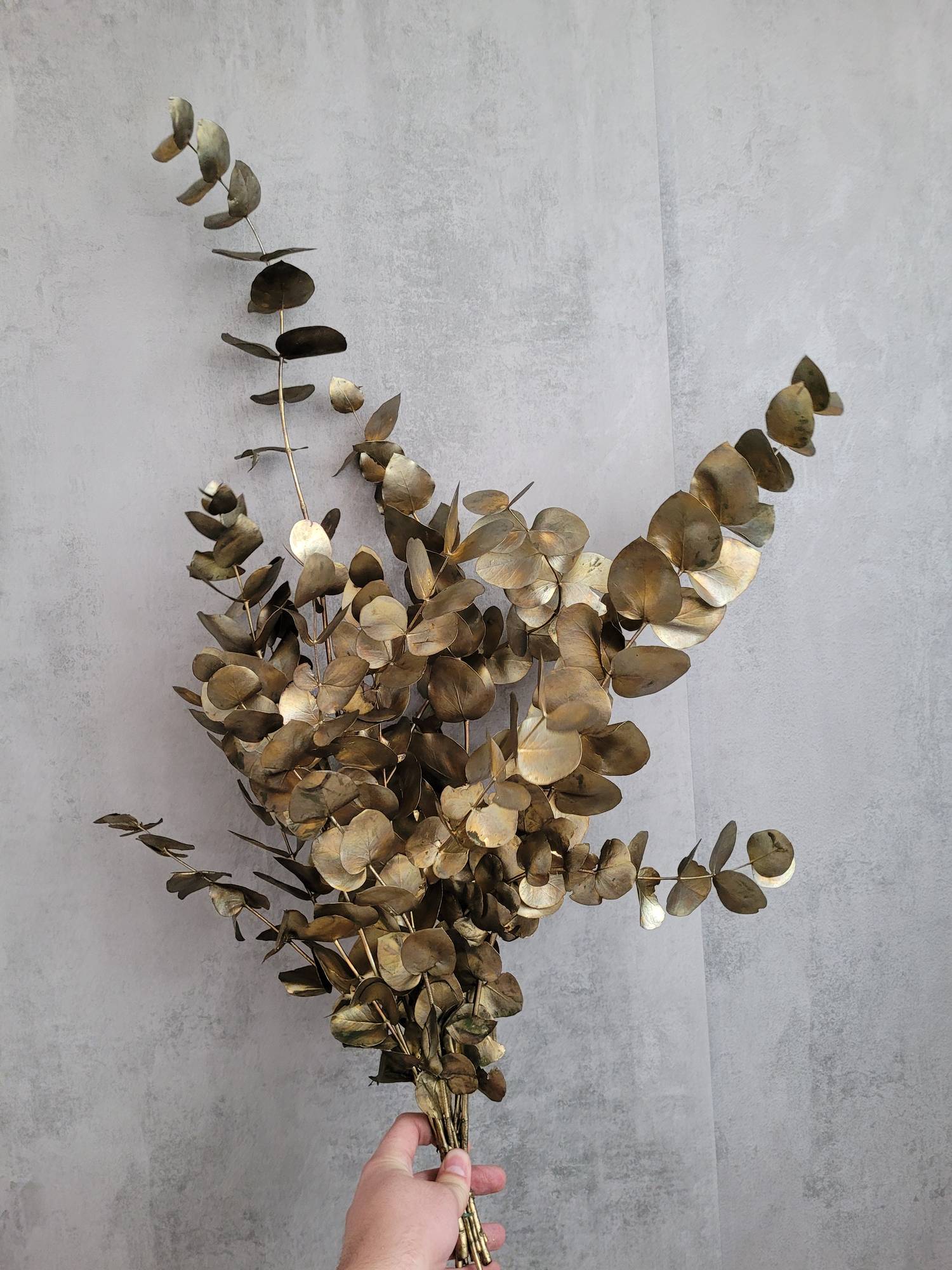 blumigo-eukalyptus-cinerea-eukalyptuszweig-antik-schwarz-gold-bund image 1