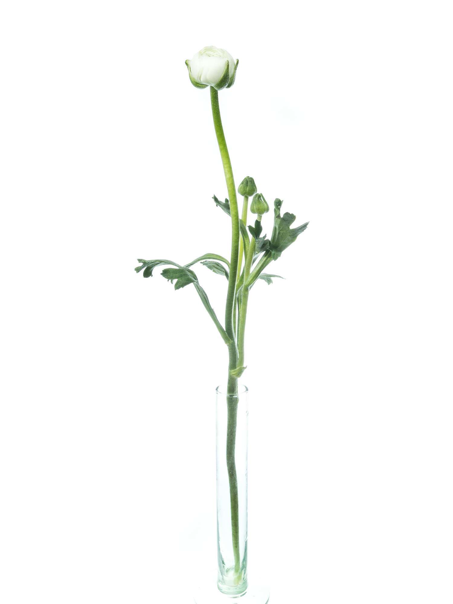 blumigo-ranunkeln-elegance-white-ranunkel-wei-einzelstiel image 4