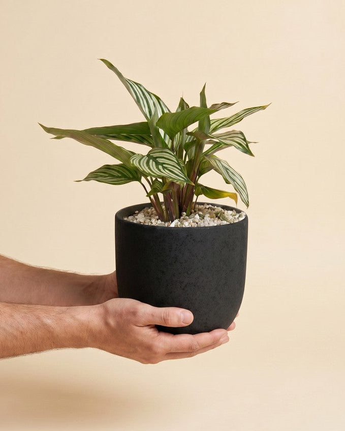feey-variado-calathea-vittata-korbmarante-tierfreundlich image 1