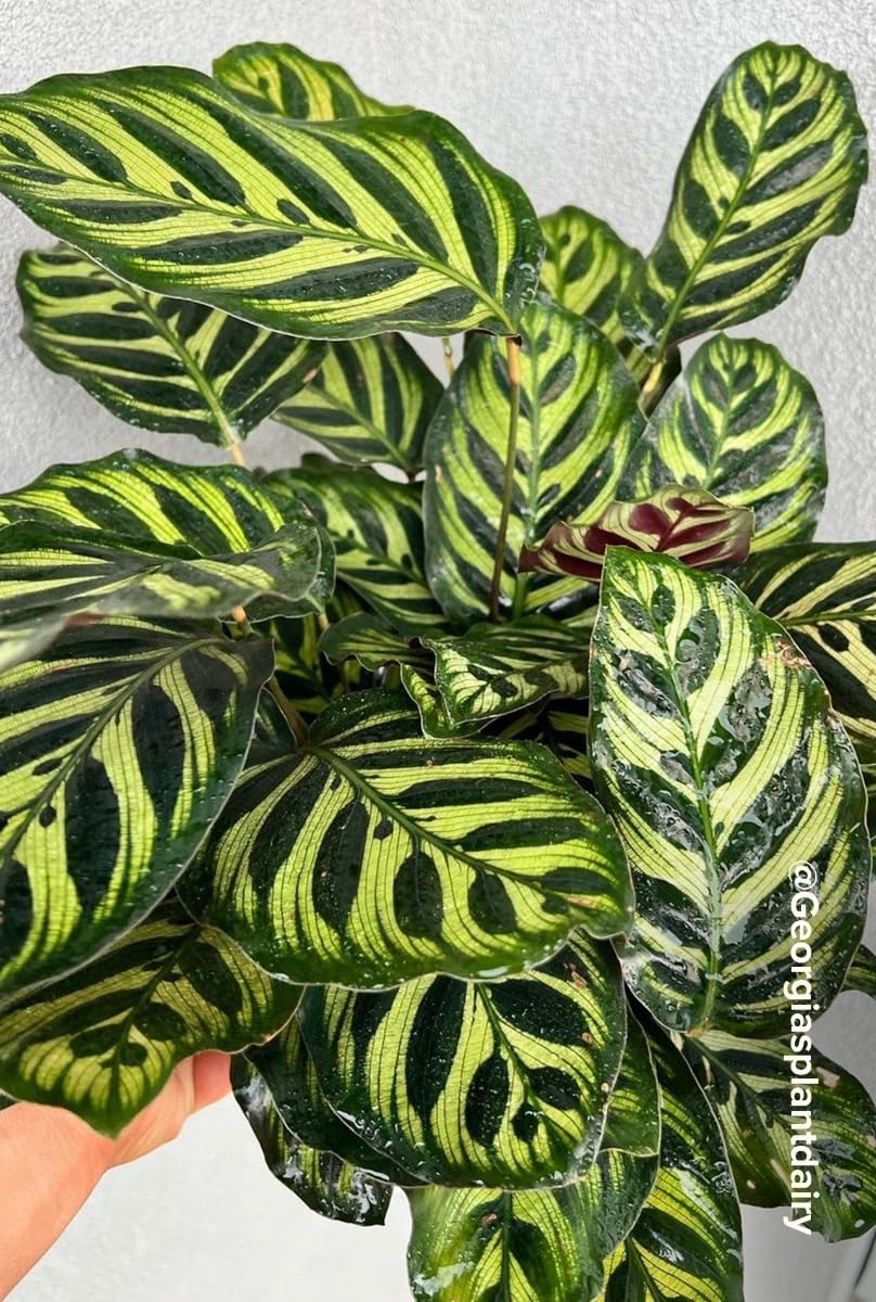 plnts-rareplnts-calathea-makoyana-zimmerpflanze-45cm-pflegeleicht image 8