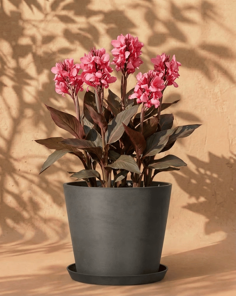 feey-amsterdam-canna-pink-knollen-3-stk-f-r-beet-und-k-bel image 6