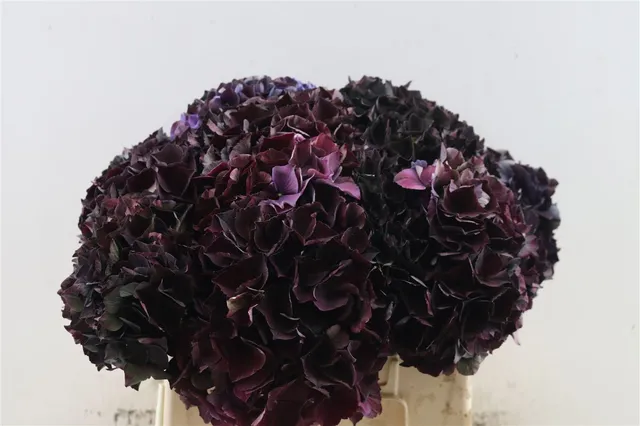 blumigo-magical-crimson-classic-hortensie-aubergine image 1