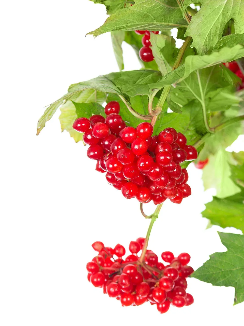 blumigo-zwergschneeball-compactum-zweig-rot image 1