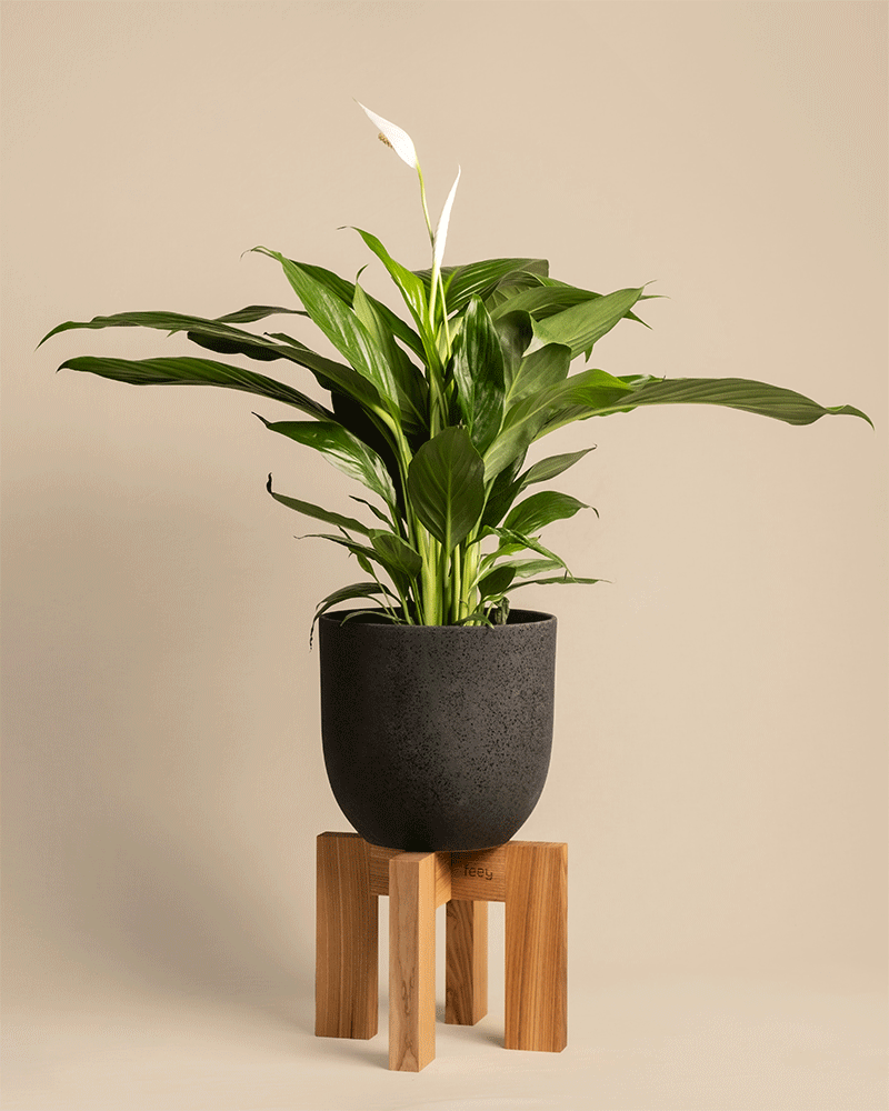 feey-stelion-pflanzenst-nder-holz-braun-25-cm-blumenhocker image 4