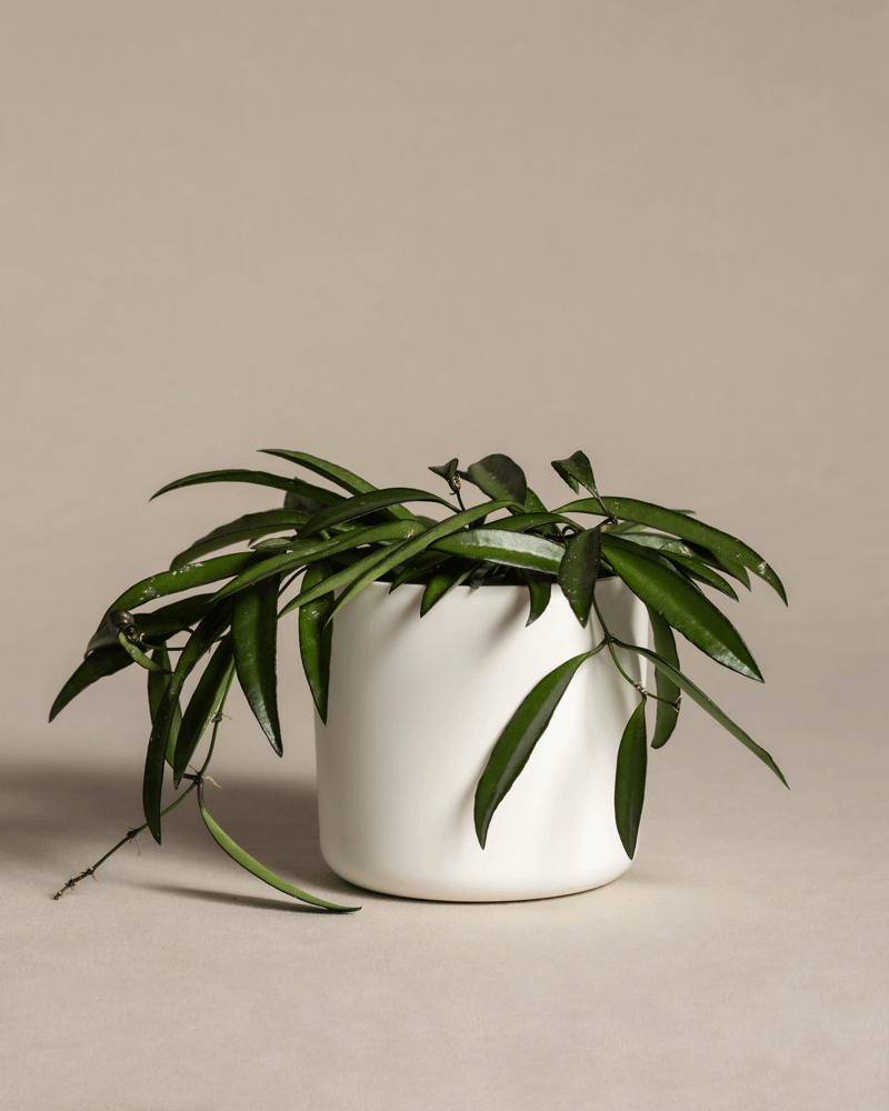 feey-variado-hoya-wayetii-porzellanblume-ohne-bertopf-20cm image 7