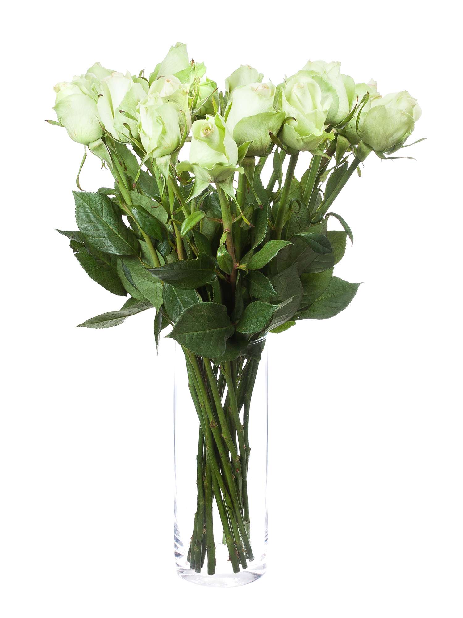blumigo-green-flash-rose-gr-n-schnittrose-1-stiel image 2
