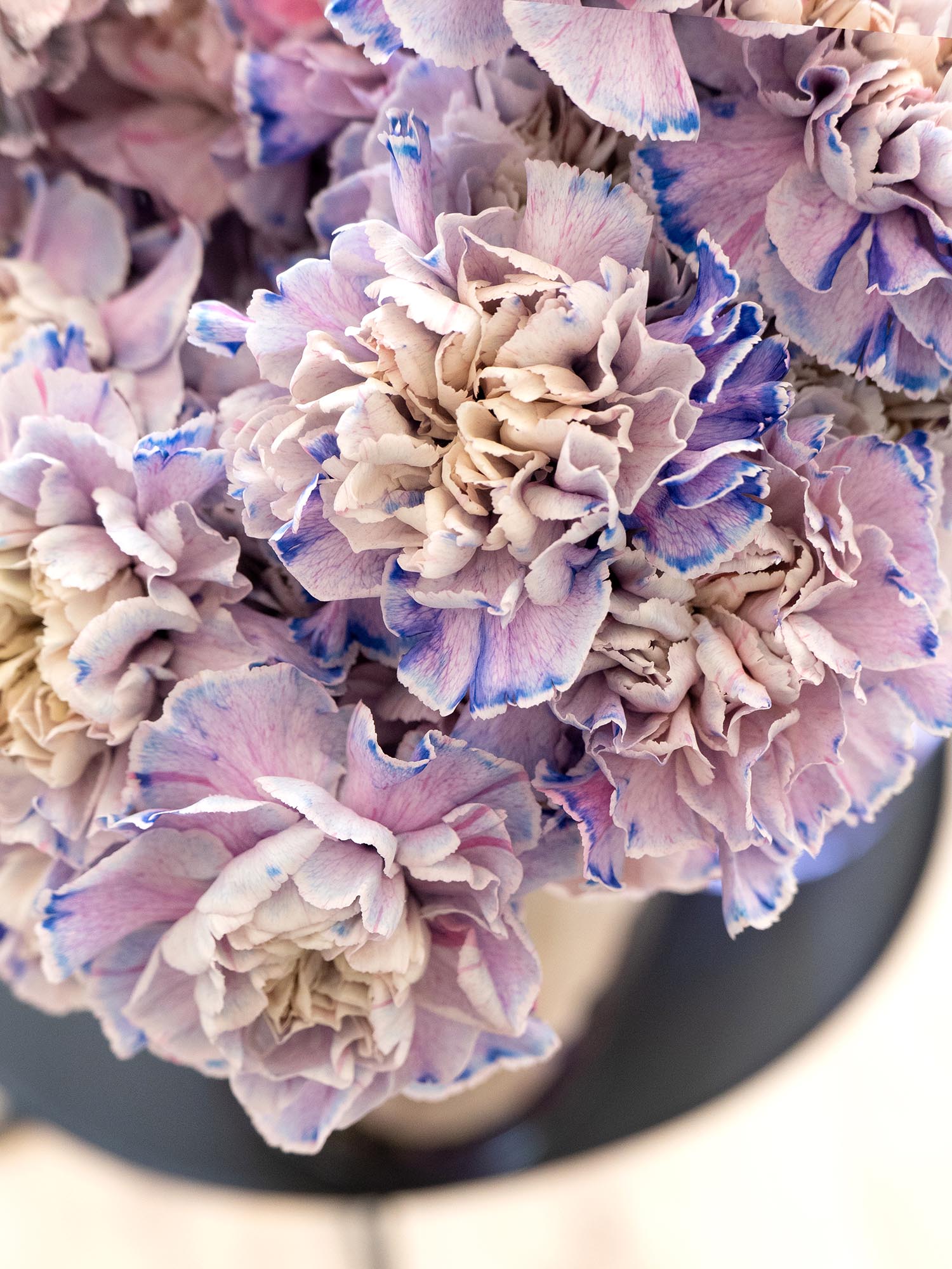 blumigo-nelken-edelnelken-savage-schnittblumen-blau-grau image 4