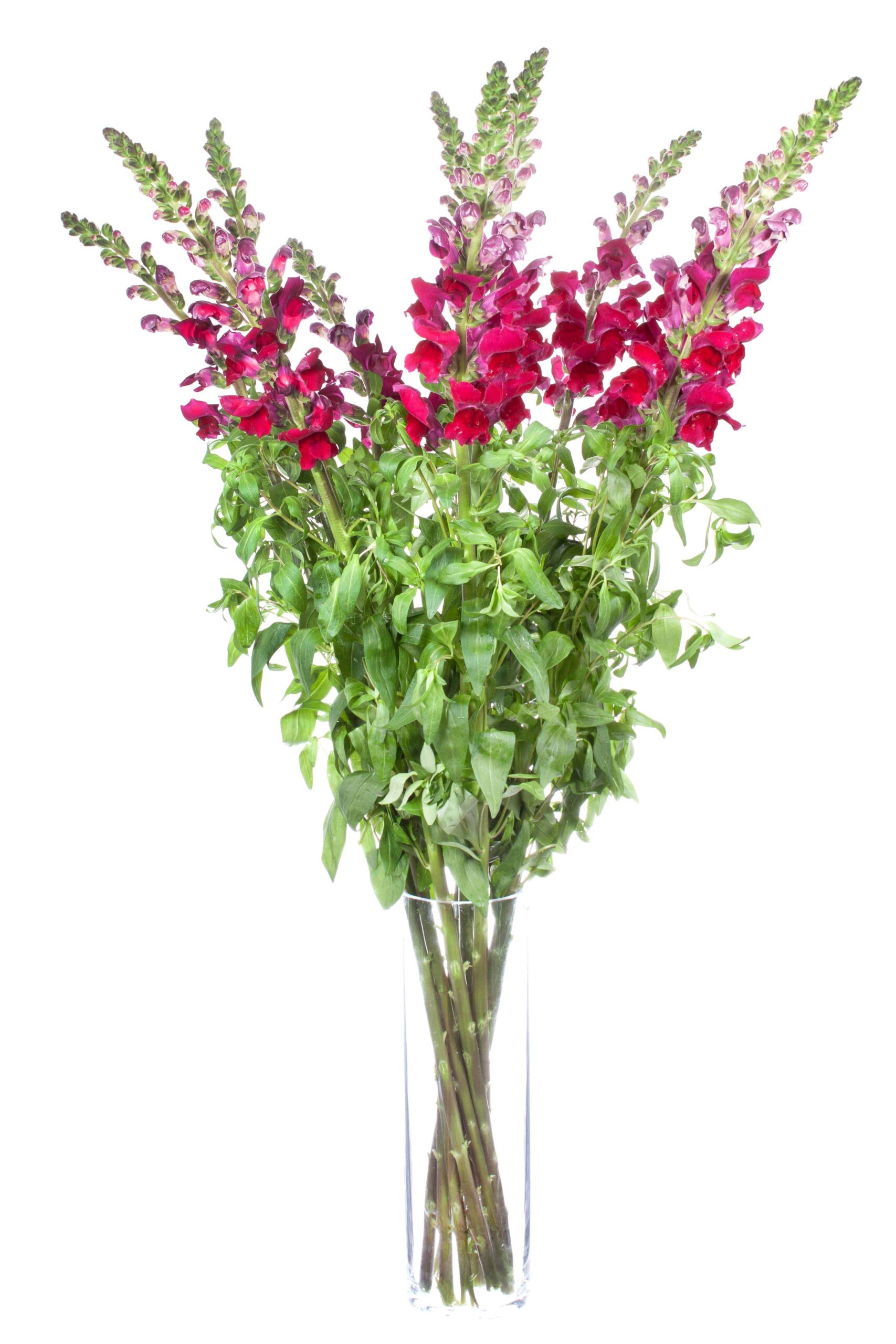 blumigo-l-wenm-ulchen-costa-velvet-schnittblume-dunkelrot image 2