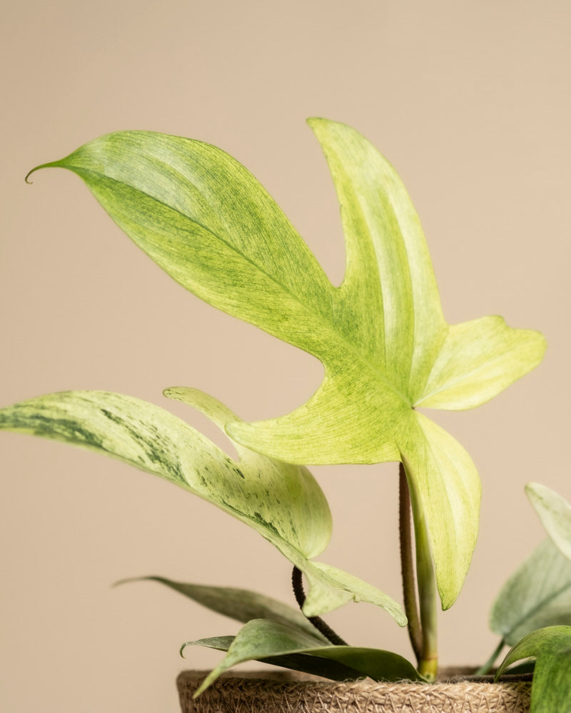feey-variado-philodendron-florida-ghost-zimmerpflanze-rarit-t image 2
