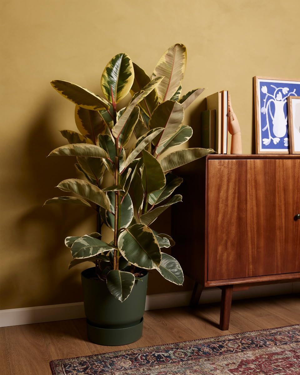 plnts-rareplnts-ficus-tineke-gummibaum-27cm-topf-100cm image 2