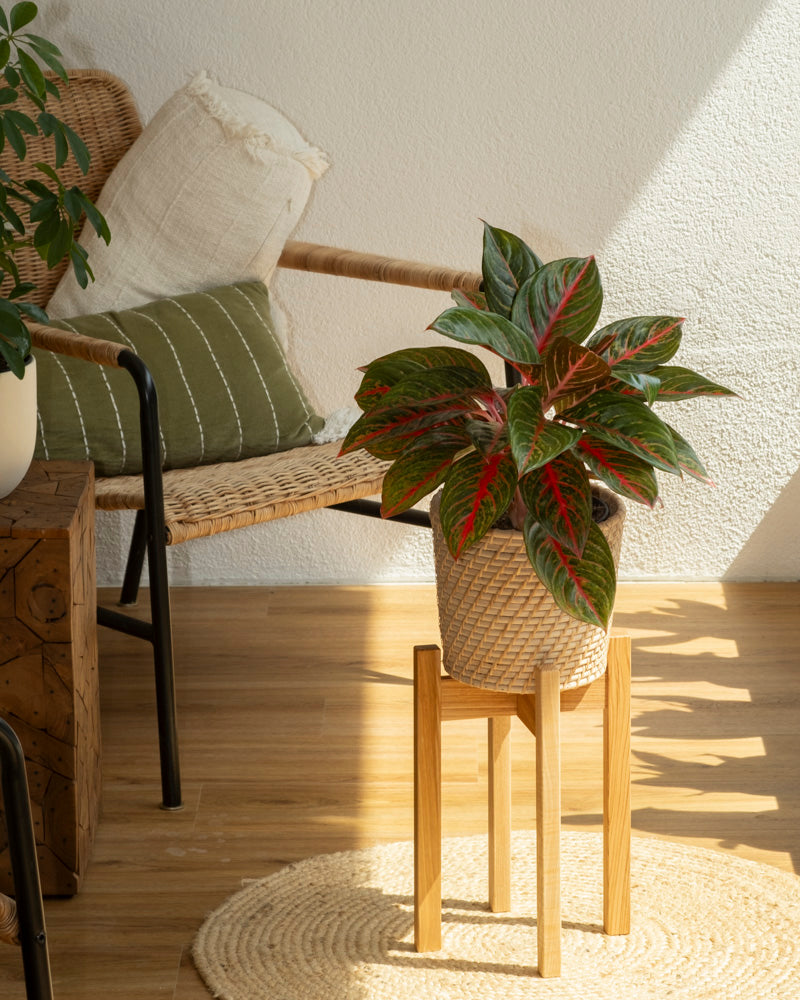 feey-variado-aglaonema-red-emerald-zimmerpflanze-topf-18 image 4