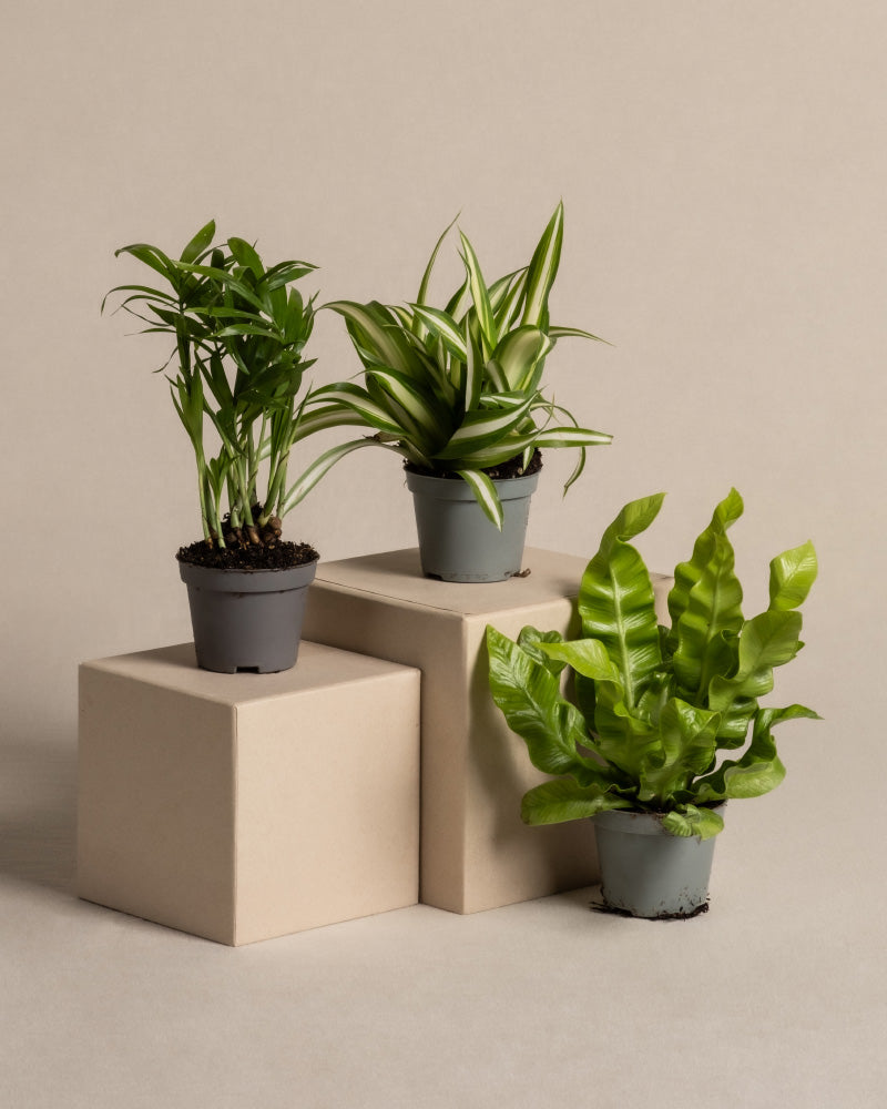 feey-variado-ungiftige-babypflanzen-3er-set-tierfreundlich image 3