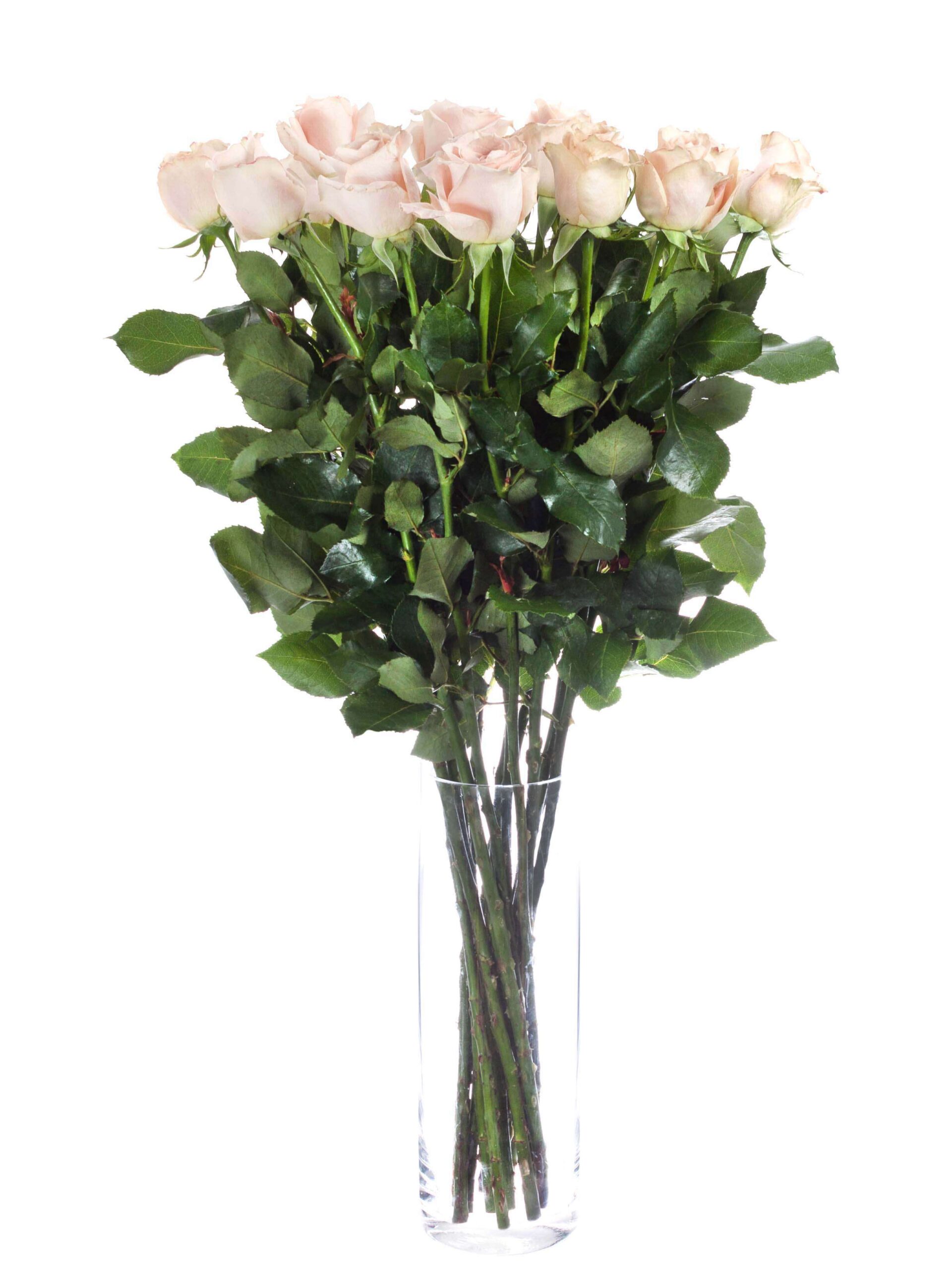 blumigo-rosen-quicksand-schnittblumen-creme-beige image 2