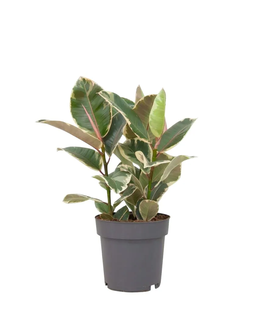 plnts-rareplnts-ficus-tineke-gummibaum-27cm-topf-100cm image 1