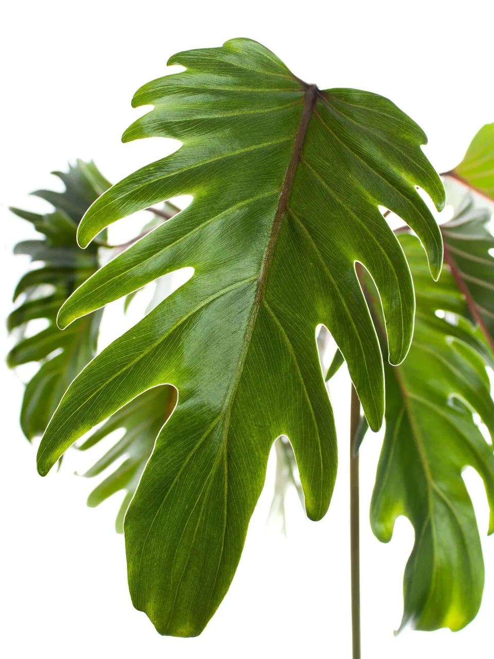 blumigo-blattwerk-xanadu-philodendron-bl-tter-bindegr-n-bund image 1