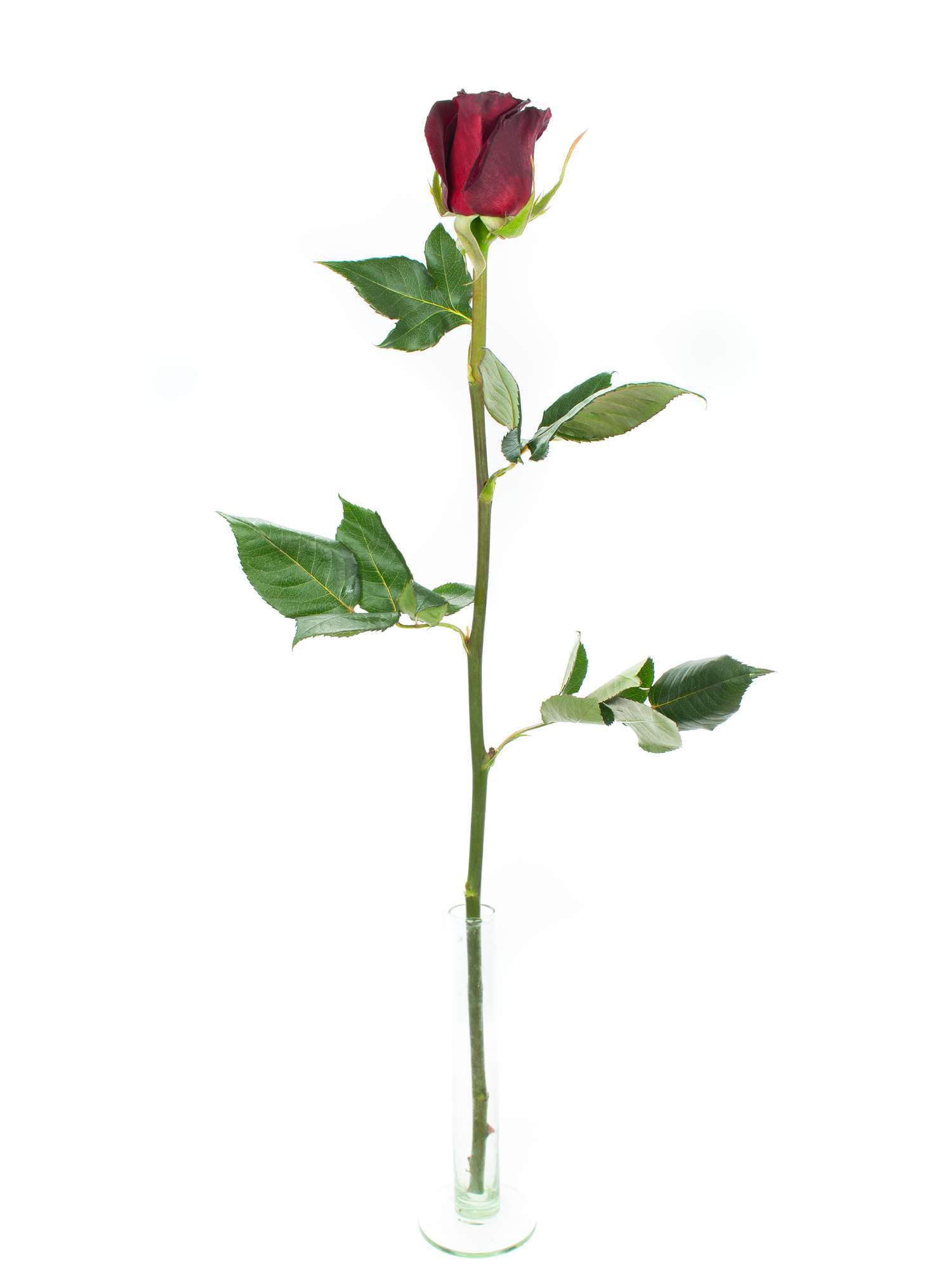 blumigo-rosen-black-baccara-dunkel-rot-schnittrose image 3