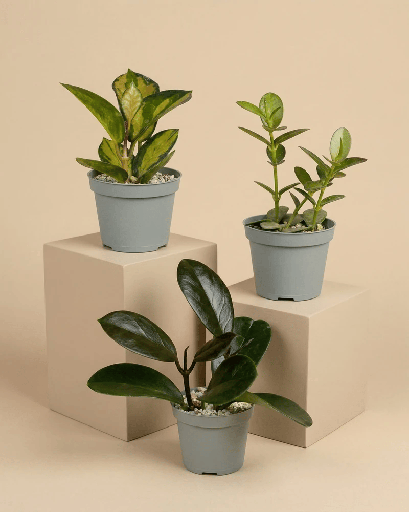 feey-variado-baby-hoya-zimmerpflanze-3er-set-ohne-bertopf image 3