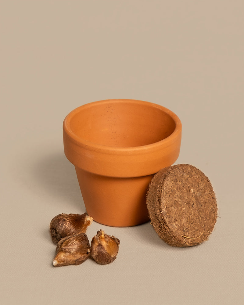 feey-lumi-gl-cksklee-anzuchtset-mit-topf-und-erde image 6