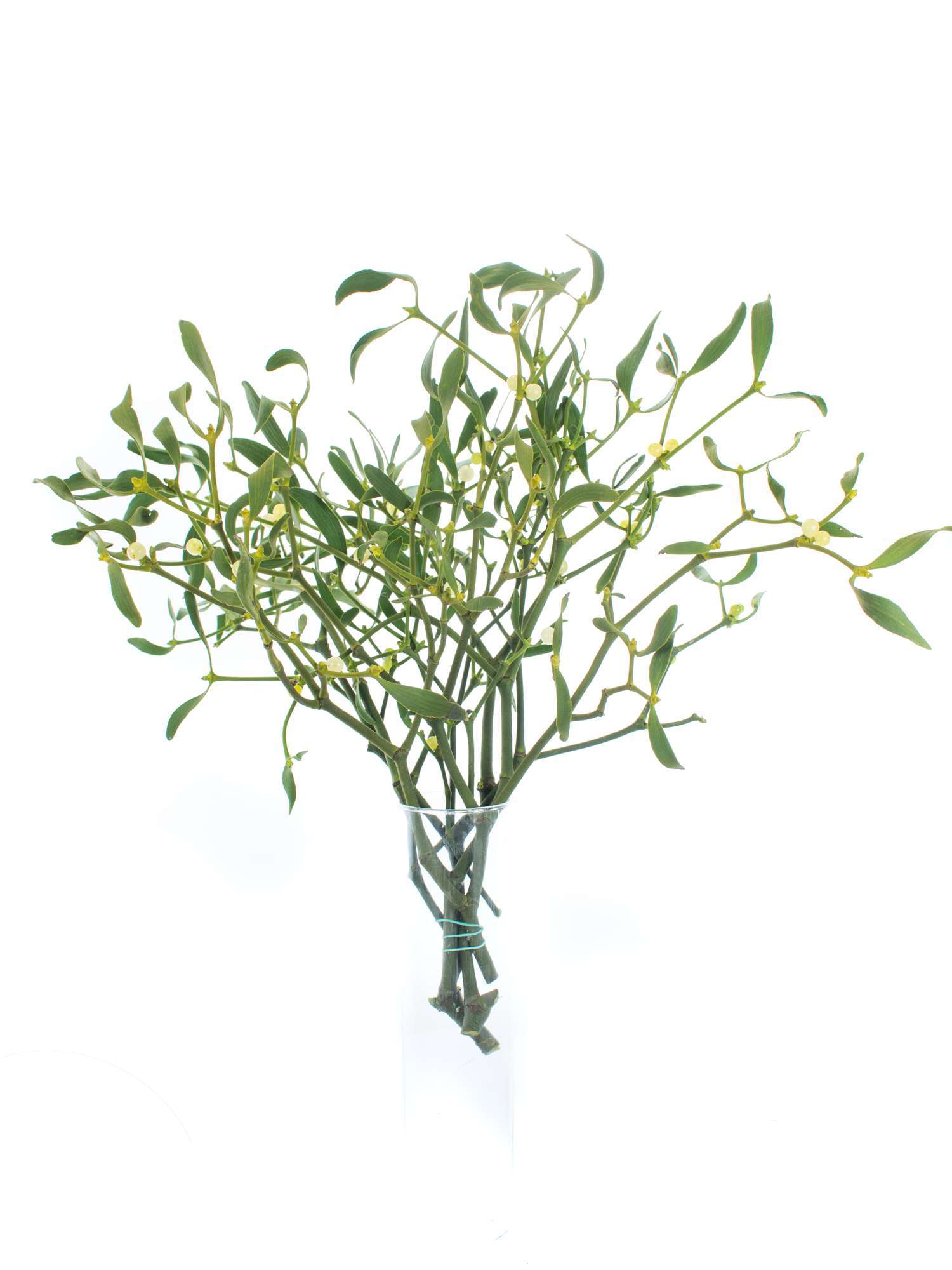 blumigo-misteln-viscum-album-adventsdeko-zweig image 4