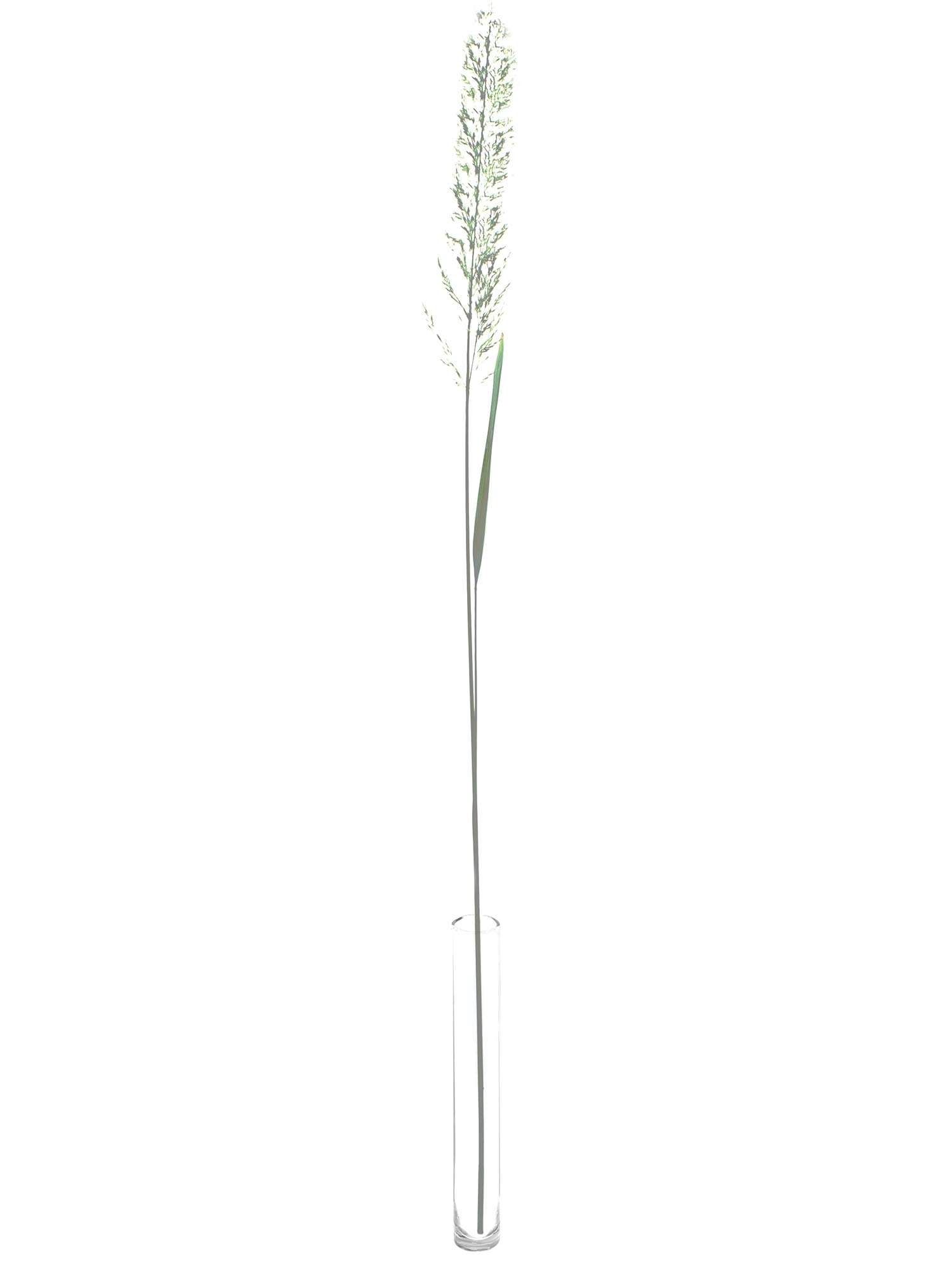 blumigo-calamagrostis-brachytricha-diamantgras-ziergras image 3