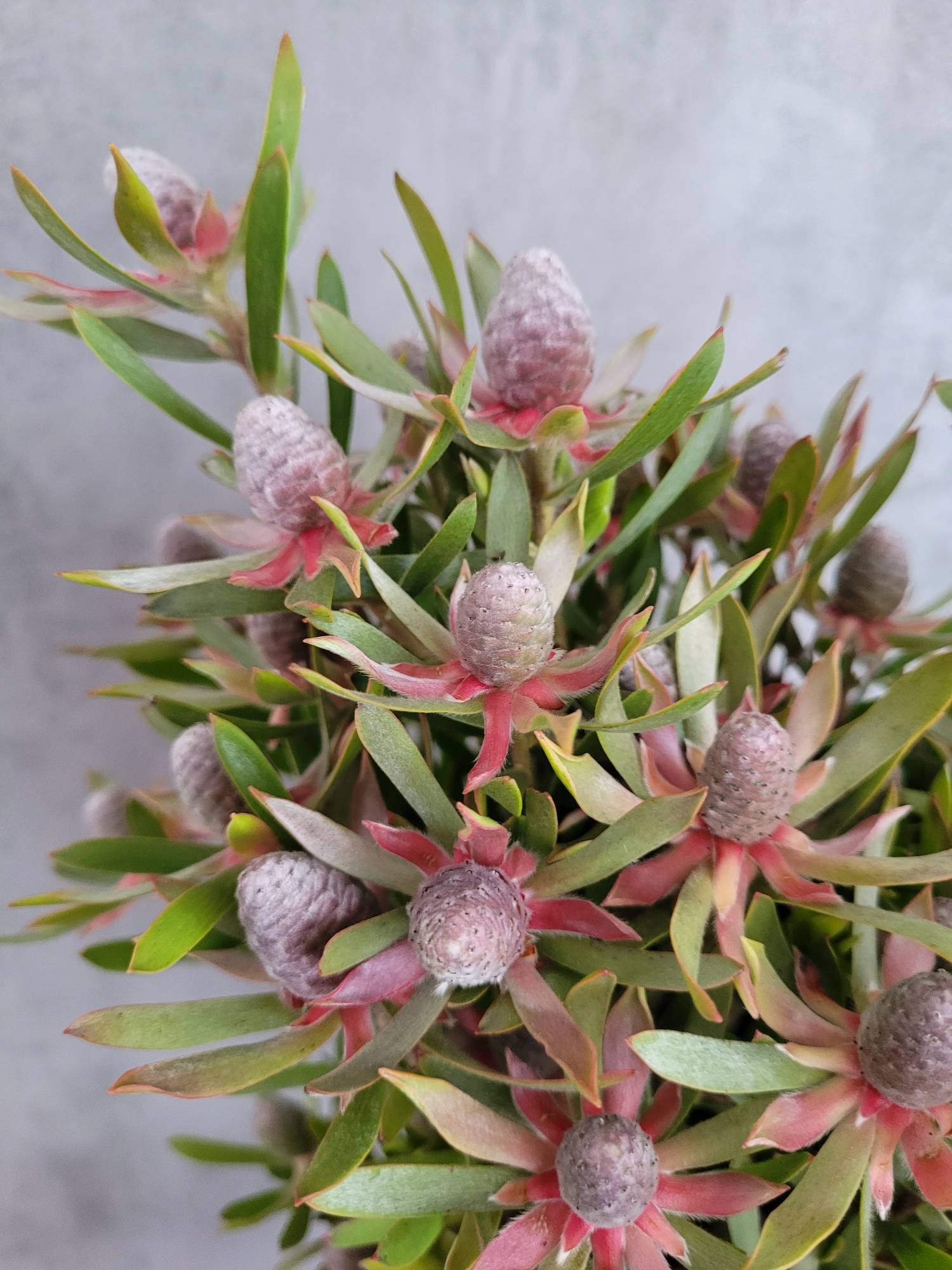blumigo-proteen-leucadendron-ayoba-star-peal-gr-n-rot image 1
