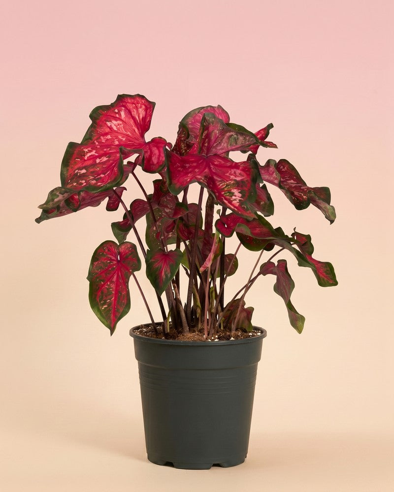 feey-variado-caladium-pink-panther-zimmerpflanze-bunte-bl-tter image 3